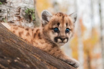 89e3384884ec7590e7a4fb879856b762a097a733 | Cougars