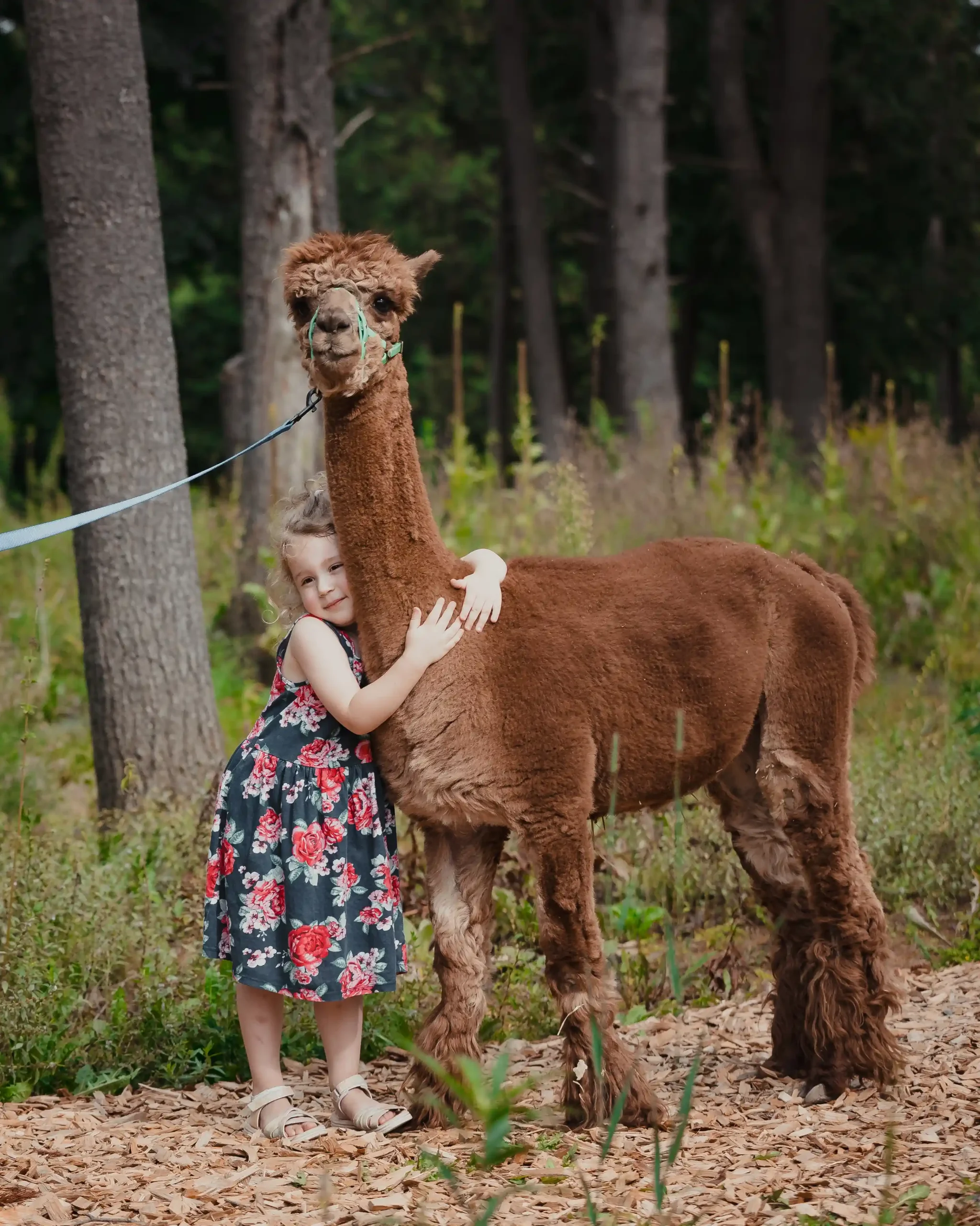 adorables alpagas scaled | Cougars